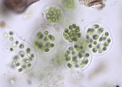 Sphaerocystis