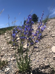 Penstemon subglaber