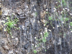 Erigeron oreganus