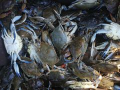 Callinectes rathbunae