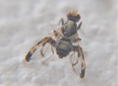 Pseudodyscrasis scutellaris