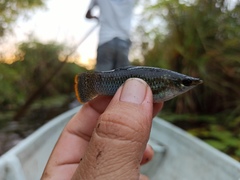 Poecilia mexicana