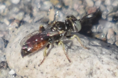 Miscophini