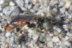 Miscophini