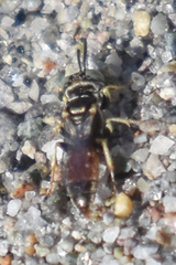 Miscophini