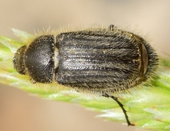 Hymenoplia