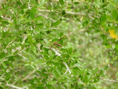 Polistes bahamensis image