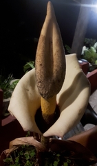Amorphophallus prainii