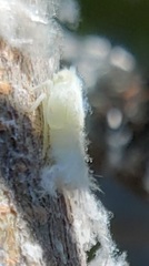 Metcalfa pruinosa pruinosa