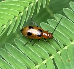 Chrysomelidae