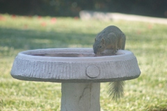 Sciurus niger