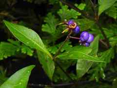 Psychotria tenerior