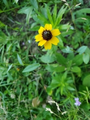 Rudbeckia amplexicaulis