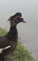 Cairina moschata domestica