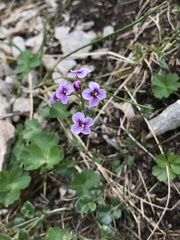 Cardamine purpurea