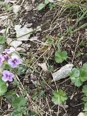 Cardamine purpurea