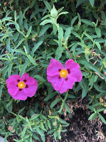 Cistus X purpureus