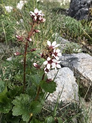 Boykinia richardsonii