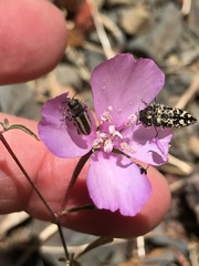 Acmaeodera quadrivittata