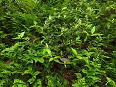 Psychotria tenerior