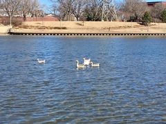 Anser anser domesticus