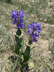 Penstemon cyananthus cyananthus