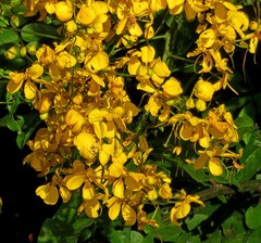 Cassia fastuosa