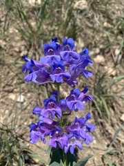 Penstemon cyananthus cyananthus