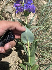 Penstemon cyananthus cyananthus