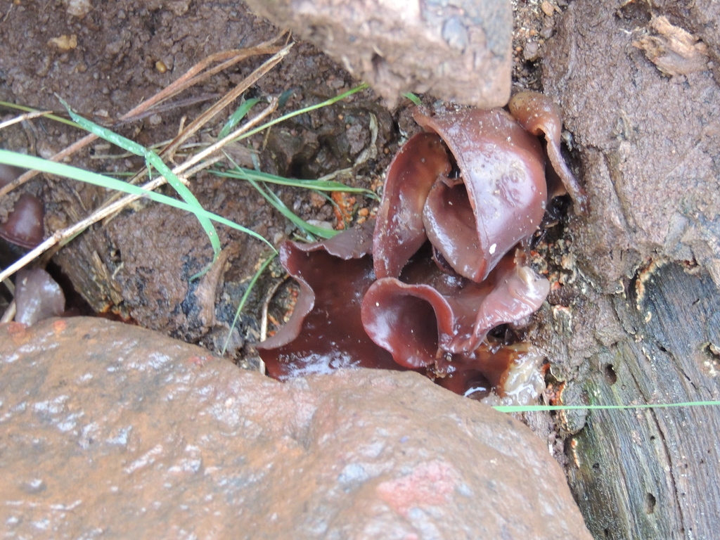 Auricularia fuscosuccinea · June 2021 · photo: © williamborges (iNaturalist, CC)