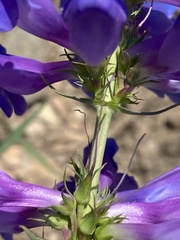 Penstemon cyananthus cyananthus