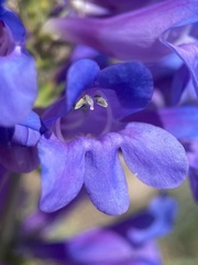 Penstemon cyananthus cyananthus