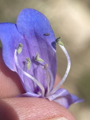 Penstemon cyananthus cyananthus