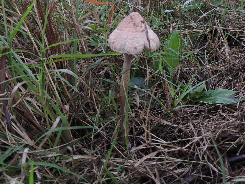 Macrolepiota bonaerensis