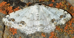 Scopula decorata