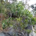 Acacia flavescens - Photo 由 Mark Fishbein 所上傳的 (c) Mark Fishbein，保留部份權利CC BY-NC