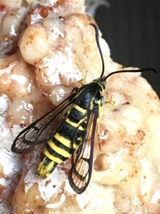 Synanthedon sequoiae