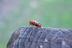 Macrosiagon octomaculata