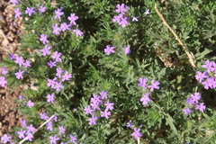 Glandularia latilobata