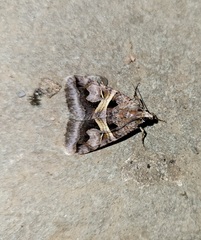 Drasteria grandirena