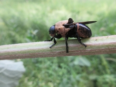 Cuterebra abdominalis