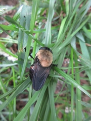 Cuterebra abdominalis