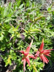 Castilleja tenuiflora