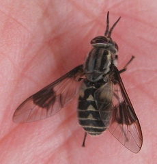 Chrysops aestuans