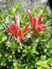 Castilleja tenuiflora