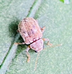 Demotina modesta