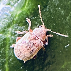 Demotina modesta