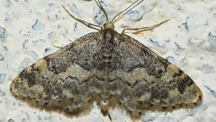 Idaea figuraria