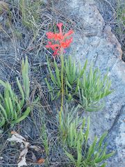 Tritoniopsis burchellii