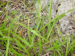 Enallagma doubledayi